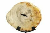 Petrified Wood (Tropical Hardwood) Round with Stand - Indonesia #271164-1